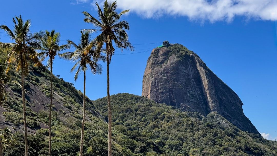 푸른 하늘과 야자수 너머로 펼쳐지는 리우의 상징적인 절경