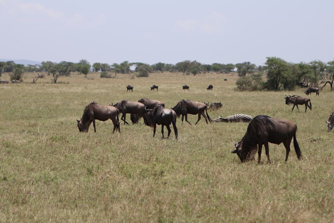 끝없이 펼쳐진 초원 위로 흐르는 야생의 생명력, 세렝게티 사파리