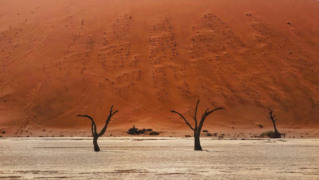 Desert landscape in the Deadvlej with Camelthorn trees in Sossusvlei, Namibia