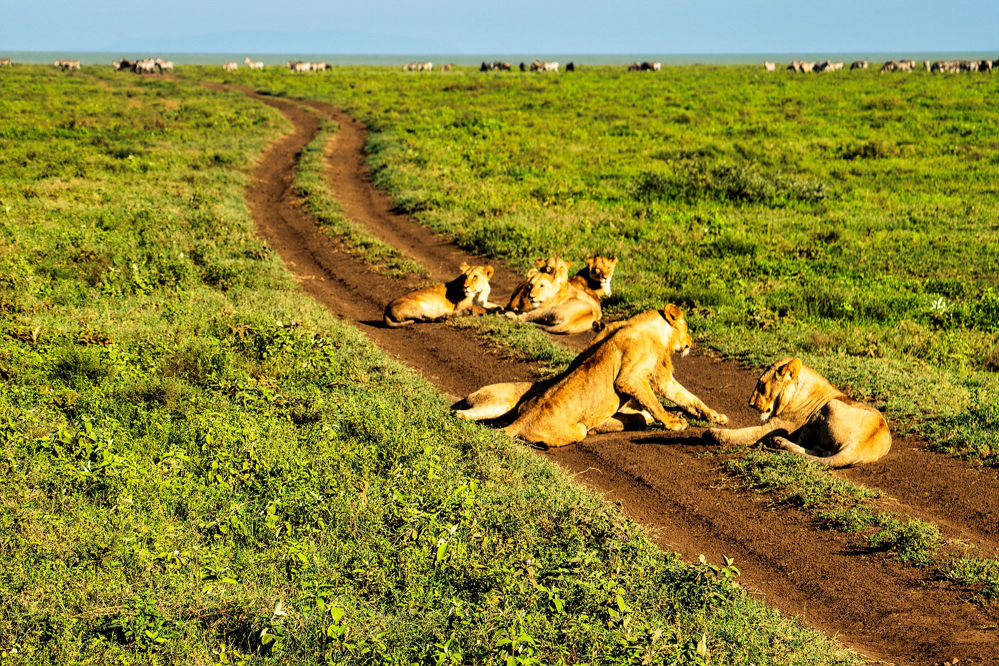 퇴직후 버킷리스트에 도전!
꿈에 그리던 아프리카로 날아갔다.
주 무대인 세링게티에 가기도 전에
암보셀리 국립공원에서 석양을 가로지르는 코끼리떼의 느릿느릿 무거운 발걸음과 치타 가족에 벌써 흥분했고
다음날 흰고깔모자를 쓰고 근엄하게 내려다보는 킬리만자로를 배경으로 한가로이 노니는 홍학떼에서 이미 아프리카에 스며들고 있었다.
귀에는 조용필의 목소리로 '킬리만자로 표범' 노랫말이 울려오고 어릴때 읽었지만 제목만 기억하는 헤밍웨이의 소설 '킬리만자로의 눈'을 떠올리는 벅찬 감동은 이곳에 와 있는 나 자신이 스스로 대견할정도였다.
이후 응고롱고르에서 호숫가에 점점이 찍혀 마치 흑임자 깨 같았던 누떼와 그들과 공생한다는 얼룩말들의 질주는 과연 그들이 이땅 아프리카의 주인임을 훔쳐보는 인간들에게 분명하게 알려주는 메세지 같았다.
이른 아침, 차가 지나는 길에 사자 가족들이 아무런 경계심도 없이 배를 홀랑 드러내고 누워 자는 모습에서는 미안한 생각이 들어 그들이 안심하고 살아가도록 해야할 의무감까지 느껴졌다.
잔지바르의 라코펜다 아일랜드 호핑투어를 위해 작은 보트에 오르니 이런 글귀가 있었다.
Don,t die with dreams!
Die with memories!
꿈만 꾸지말고 추억으로 간직해라. 죽을때 억울해하지 말고.
문구도 조악하고 은유도 없이 직설적인데 뇌리에 박혀있는것은 내 마음을 그대로 읽고 있기 때문일것이다!
다이아몬드를 찾던 나미브 사막의 해안가 모래톱,
천년을 썩지 않고 나목으로 시간을 지켜내는 데드플레이,
짝짖기 철이라서 남성을 들키고 만 코끼리. 얼룩말,
그리고 19금 영화를 찍고 있는 펭귄부부까지.
나의 버킷리스트 아프리카 엿보기는 귀중한 추억이 되었고 언제든 풀어낼수 있는 이야기 보따리 속 보물이 되었다.
준비해주신 여행사 측과
성심을 다해주신 김대장, 김진홍 인솔자님께
감사함을 전합니다.